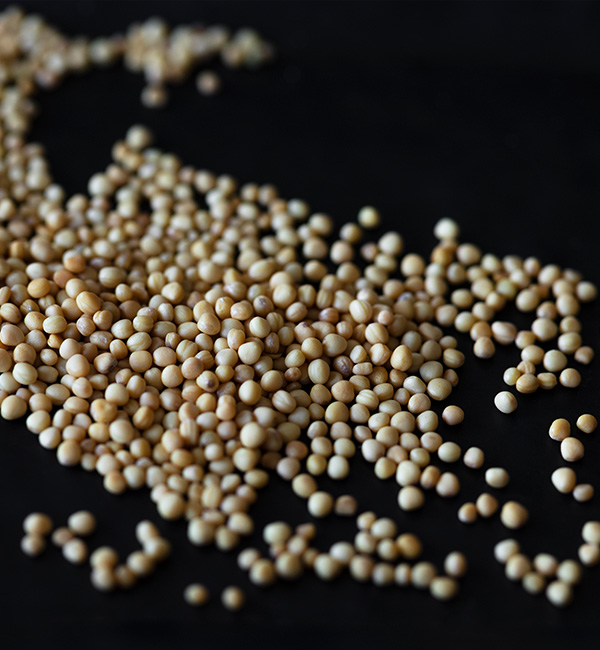 A close-up of tiny mustard seeds, symbolizing faith and growth in the biblical parable.